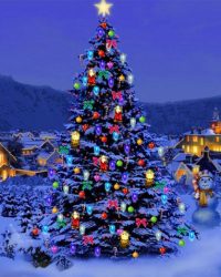 christmas-trees